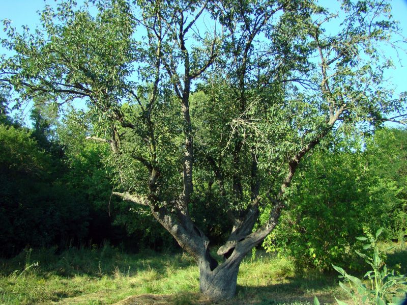 Парк Элита, Заречное