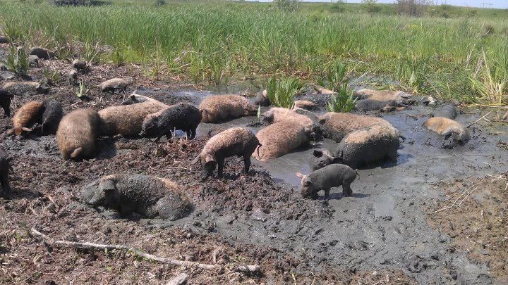  The farm of pigs mangalits, Botar 