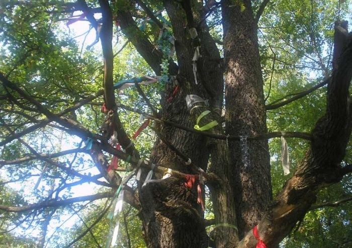  Дерево Вільха і Дуб, Мошни 