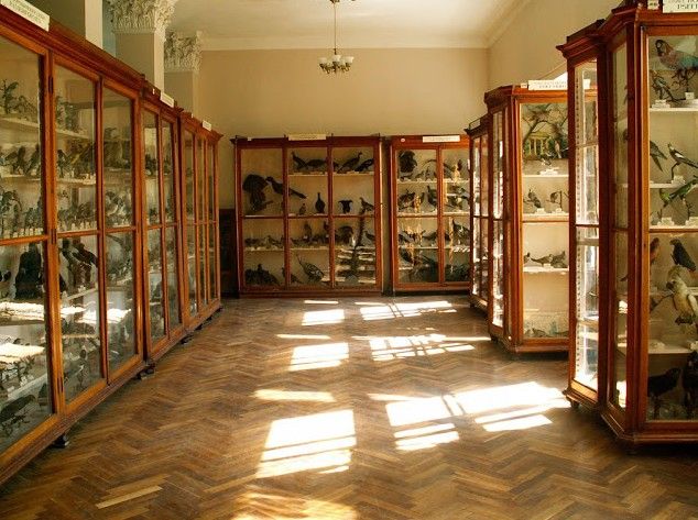  Zoological Museum, Odessa 
