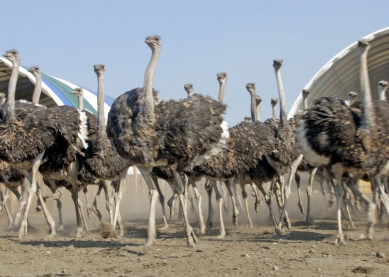 Ostrich Farm in Agro-Soyuz, May