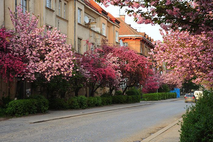 Lime (Sakura) Alley