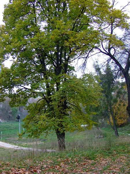 Ботанический сад Волынь, Луцк