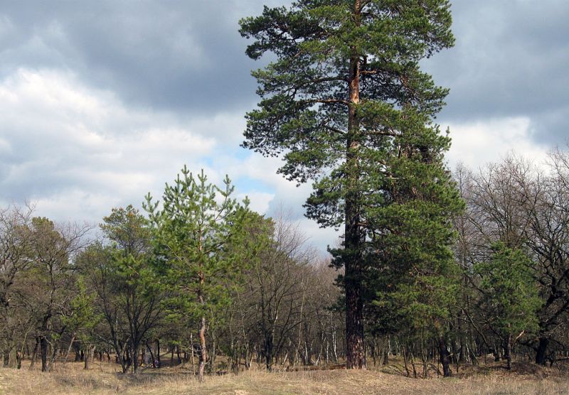 Самарський ліс