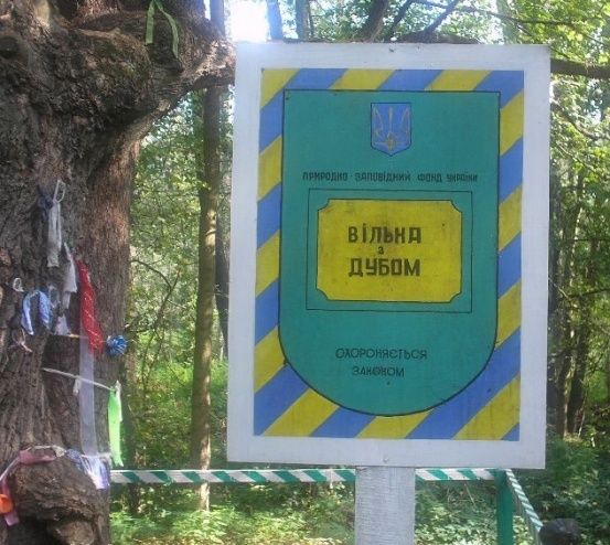  Дерево вільха і Дуб, Мошни 