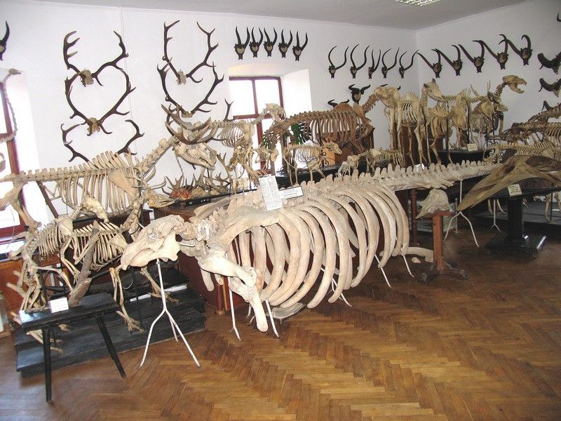 Археологический музей Львовского национального университета имени Ивана Франко