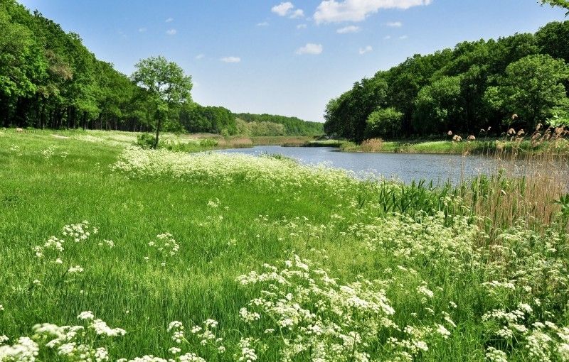  Великоанадольський ліс 