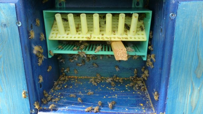 Пчелиные чудо-домики, Старый Косов