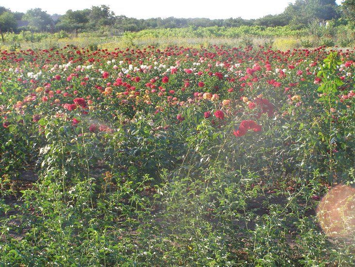  Country of free roses, Kirovo 