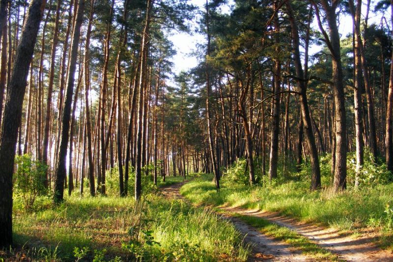 Лісовий заказник« Великий бір »