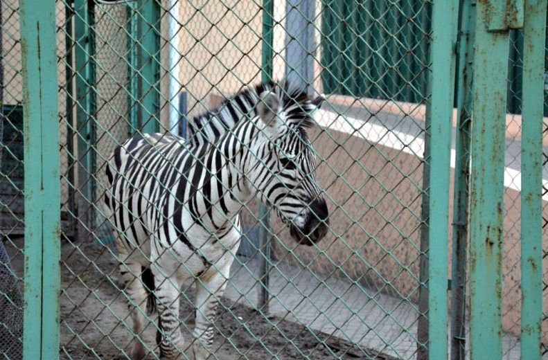  Zoo on the territory of the Donetsk Metallurgical Plant 