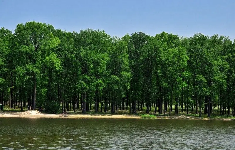 Великоанадольский лес