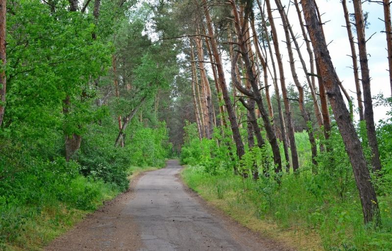 Obukhov (Kirov) Forest, Kirov