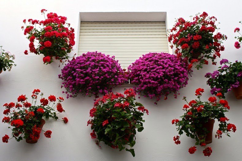 The most floral courtyard in Cordoba