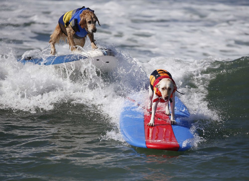 Dog surfing Surf City surf dog 2014