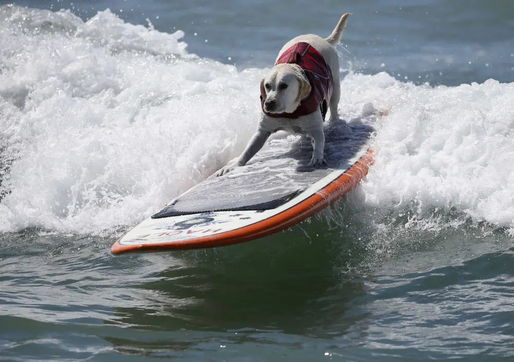 Собачий серфинг Surf City surf dog 2014