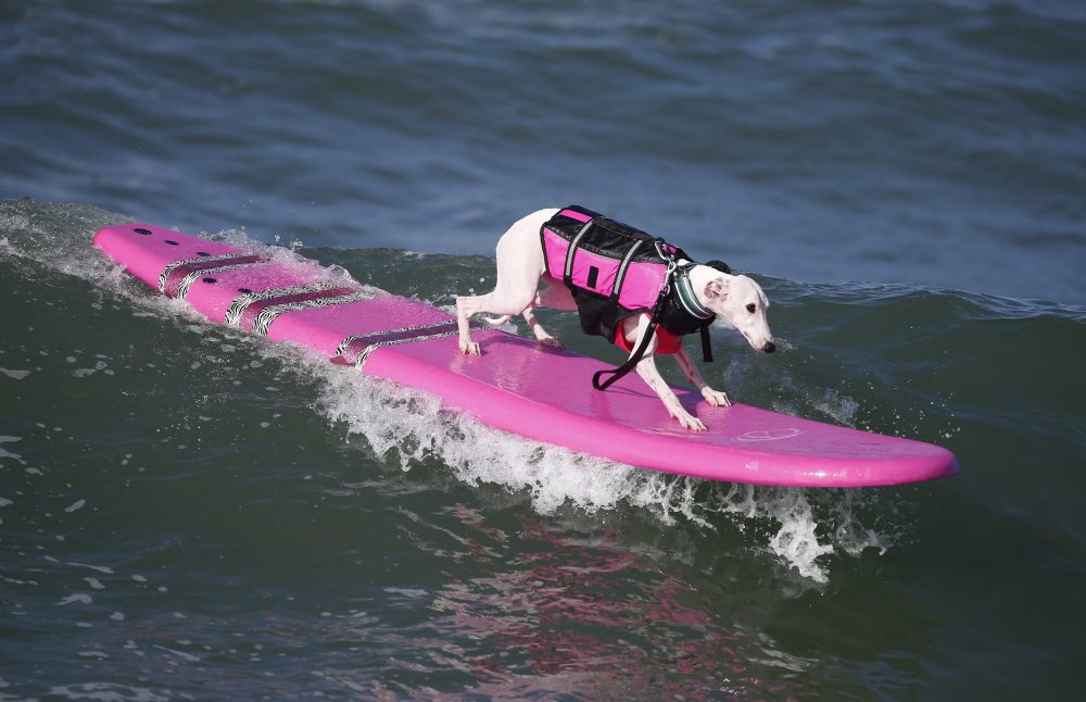 Dog surfing Surf City surf dog 2014