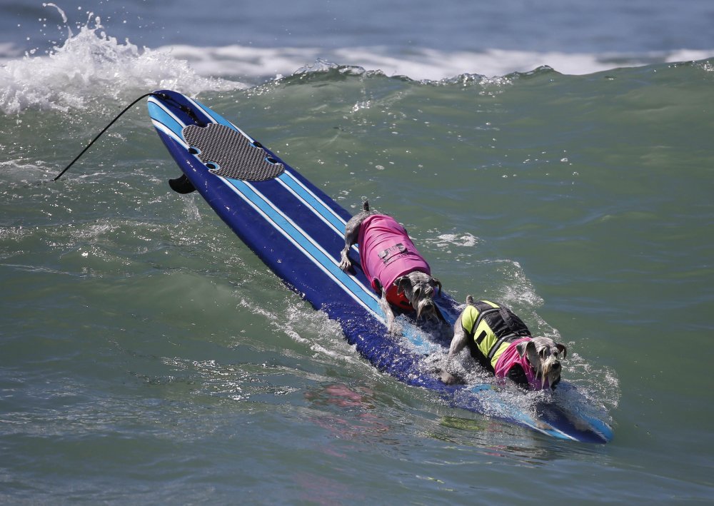 Dog surfing Surf City surf dog 2014