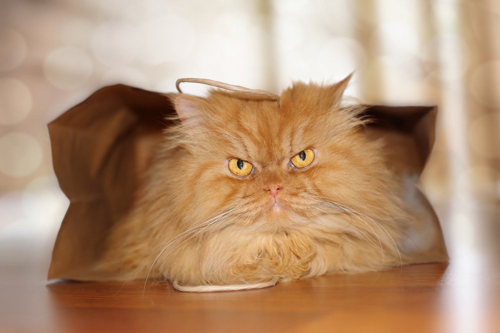 ГАРФ - самий сердитий кіт у світі