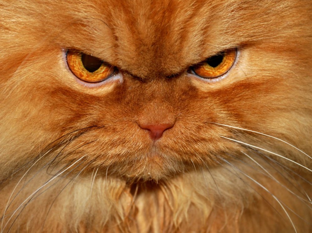 Гарфи - самый сердитый кот в мире