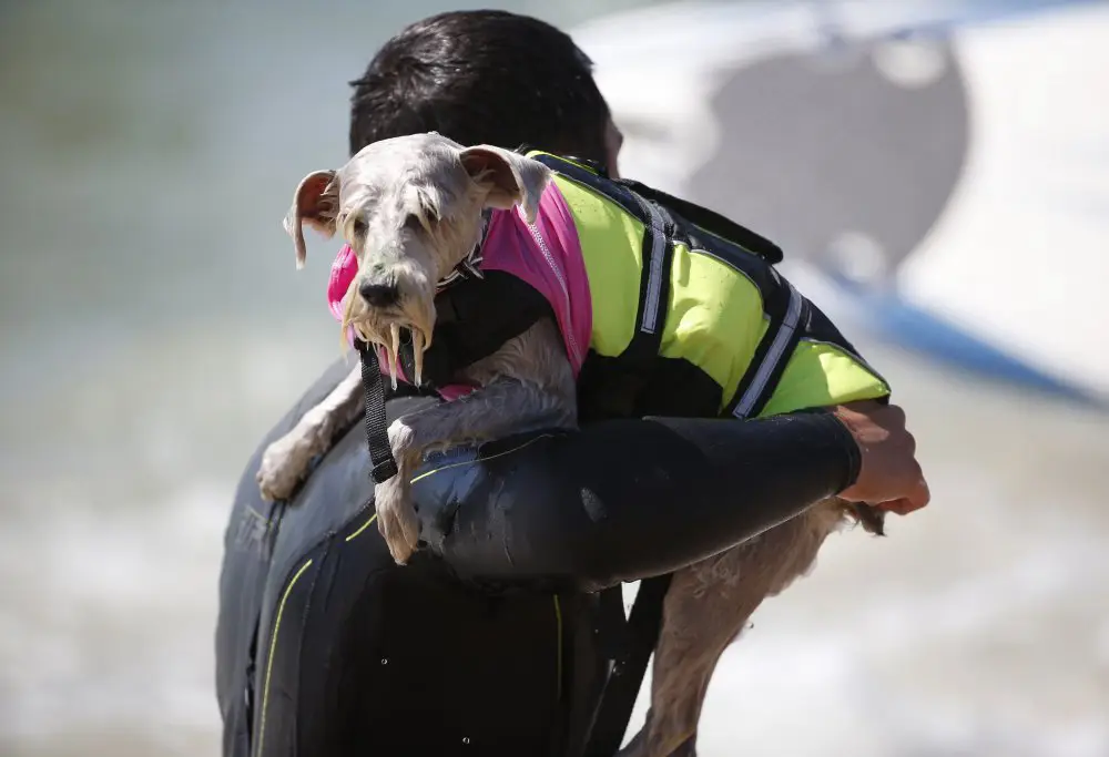 Собачий серфинг Surf City surf dog 2014