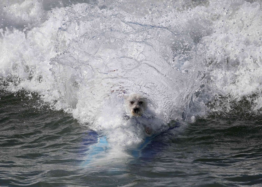 Собачий серфинг Surf City surf dog 2014