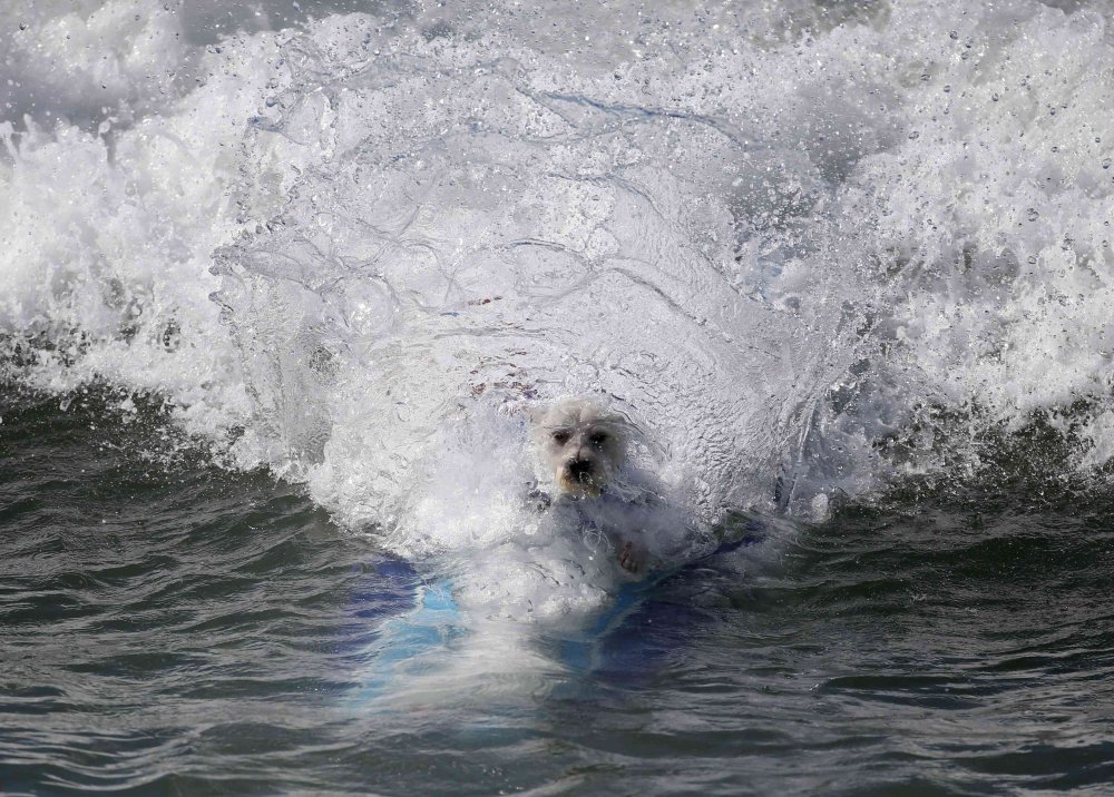 Собачий серфінг Surf City surf dog 2014