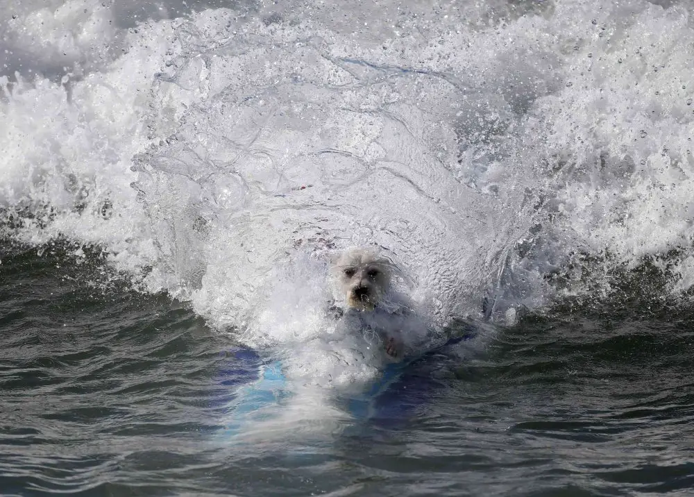 Собачий серфинг Surf City surf dog 2014