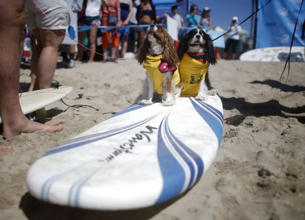 Собачий серфинг Surf City surf dog 2014