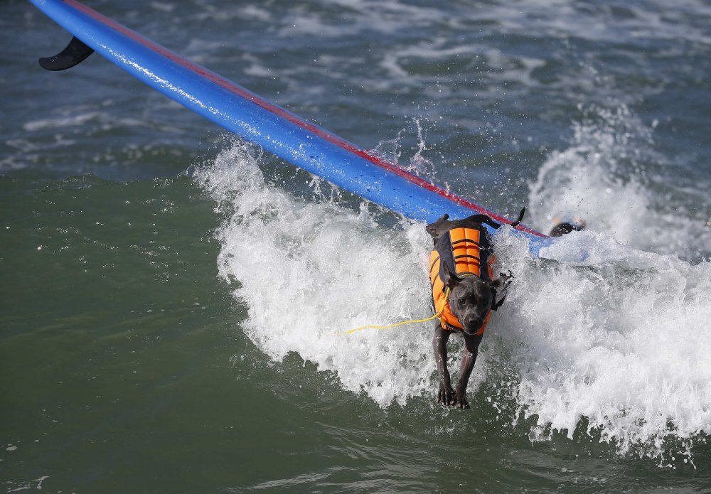 Dog surfing Surf City surf dog 2014