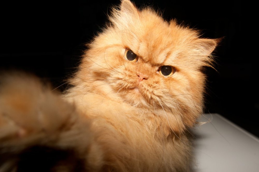 ГАРФ - самий сердитий кіт у світі