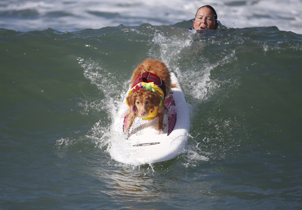 Dog surfing Surf City surf dog 2014