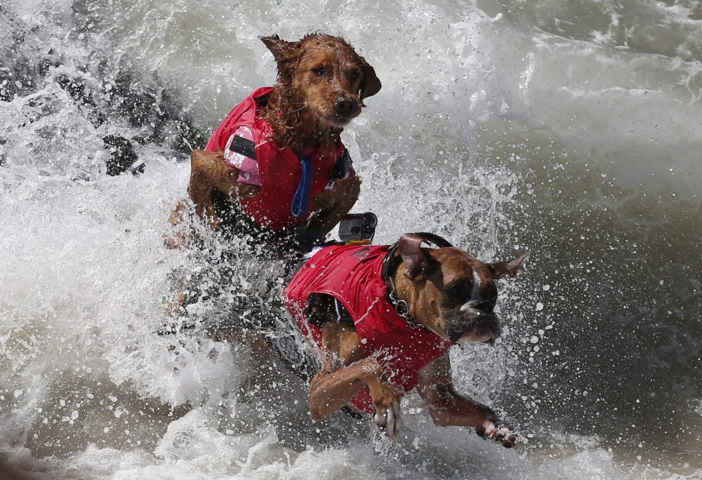 Dog surfing Surf City surf dog 2014