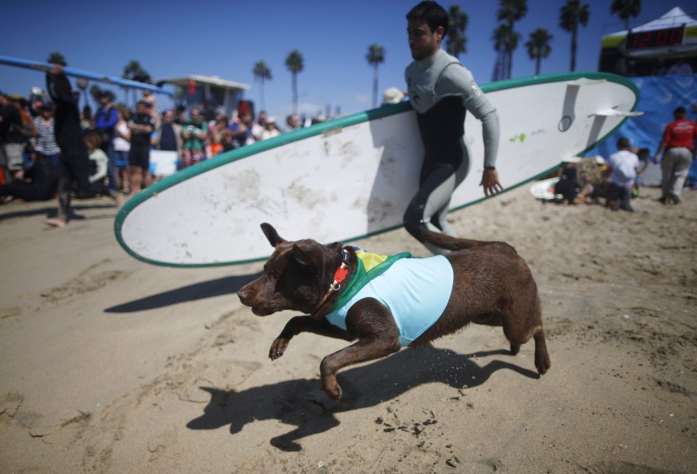 Dog surfing Surf City surf dog 2014