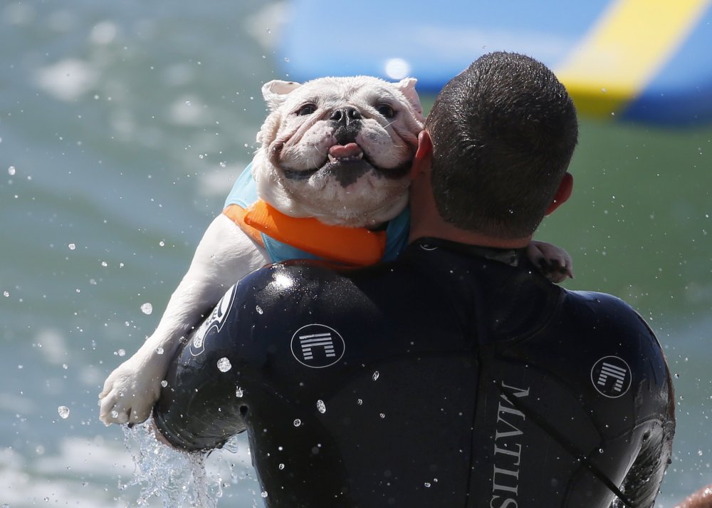 Dog surfing Surf City surf dog 2014