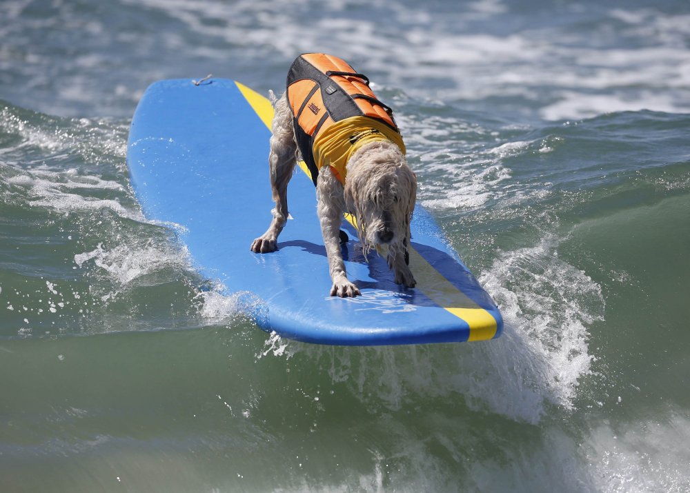 Dog surfing Surf City surf dog 2014