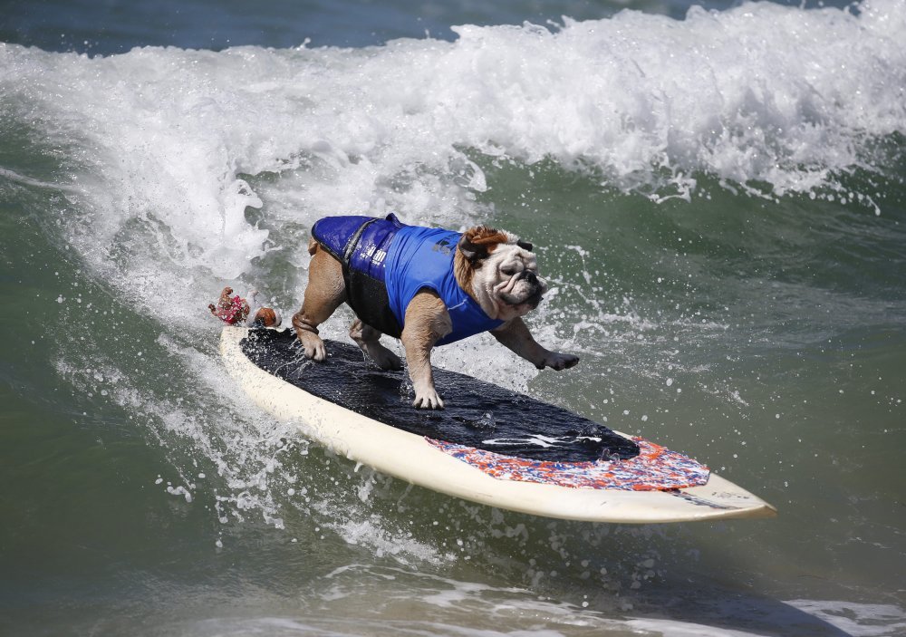 Dog surfing Surf City surf dog 2014