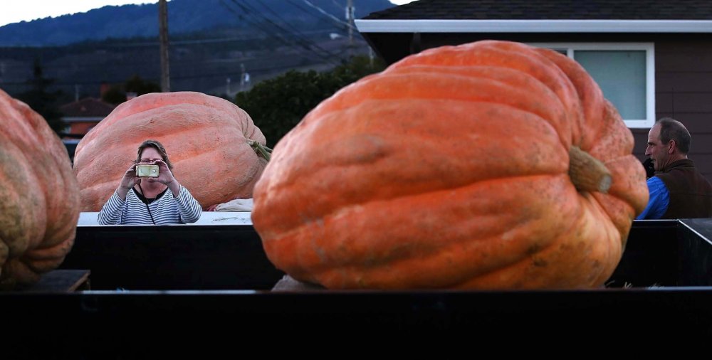 New Pumpkin Record of North America