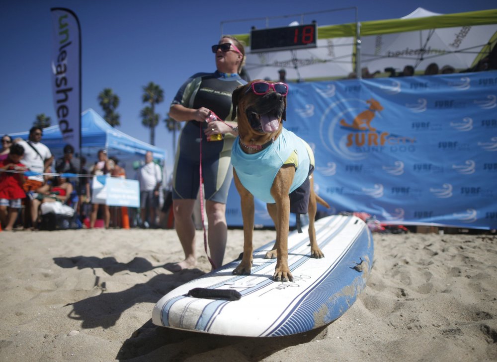 Dog surfing Surf City surf dog 2014