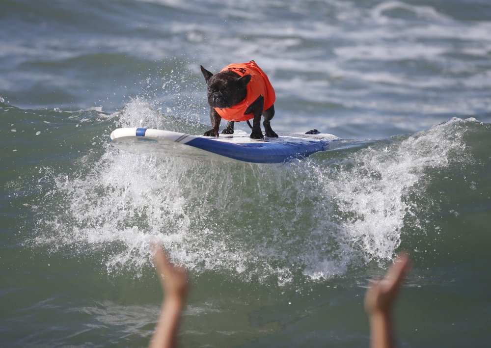 Dog surfing Surf City surf dog 2014