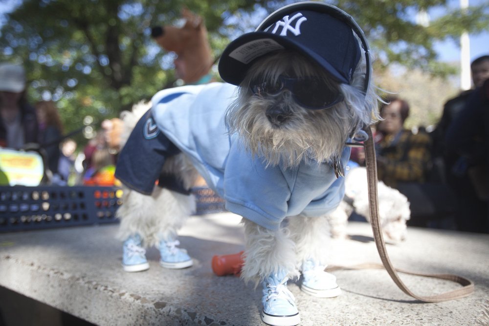 24th Halloween parade of dogs in New York