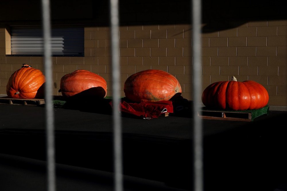 New Pumpkin Record of North America