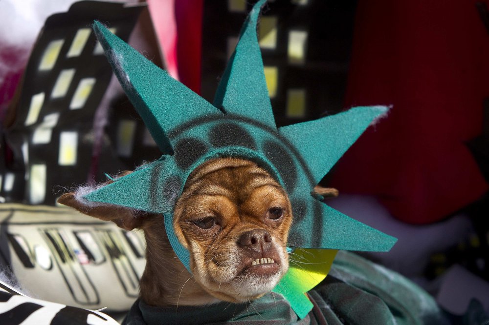 24th Halloween parade of dogs in New York 