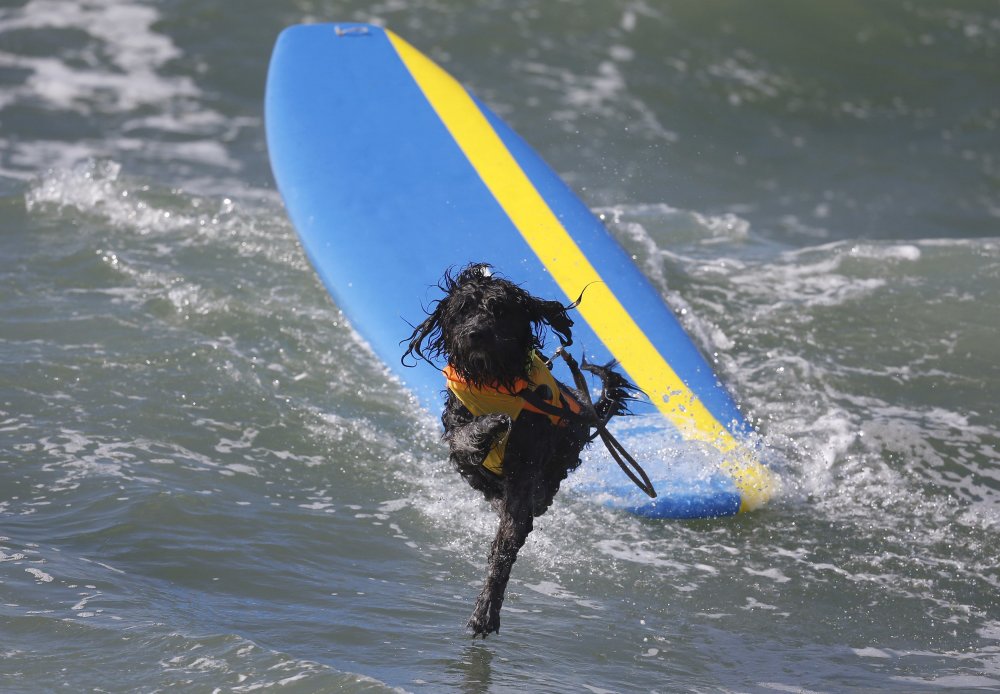 Dog surfing Surf City surf dog 2014