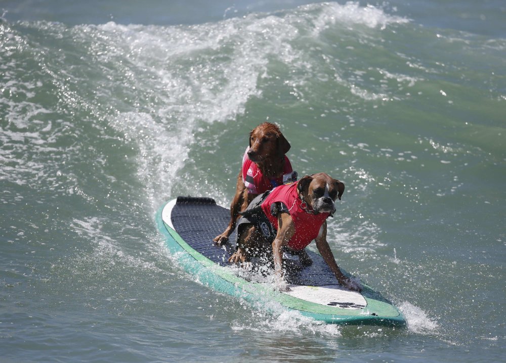 Dog surfing Surf City surf dog 2014