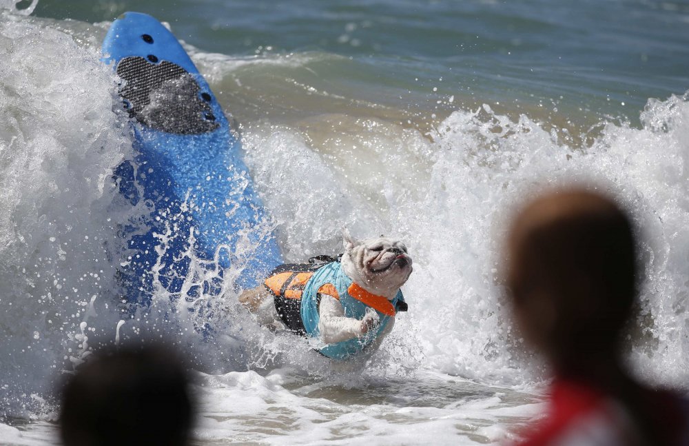 Dog surfing Surf City surf dog 2014