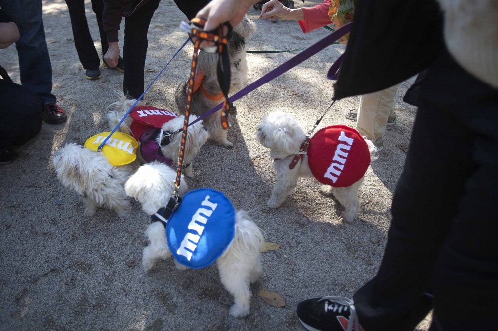 24th Halloween parade of dogs in New York