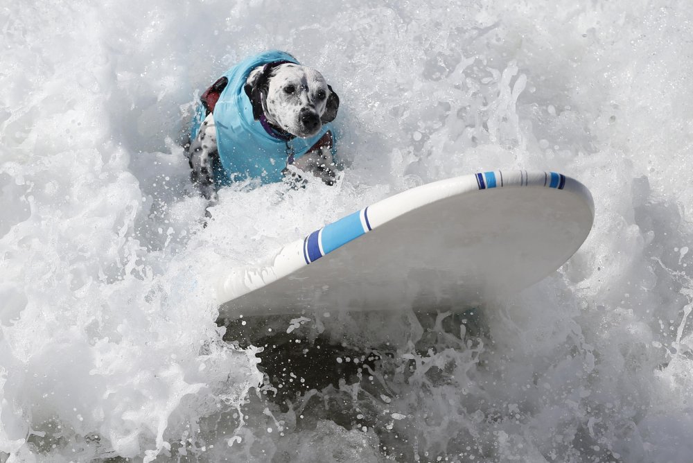 Dog surfing Surf City surf dog 2014