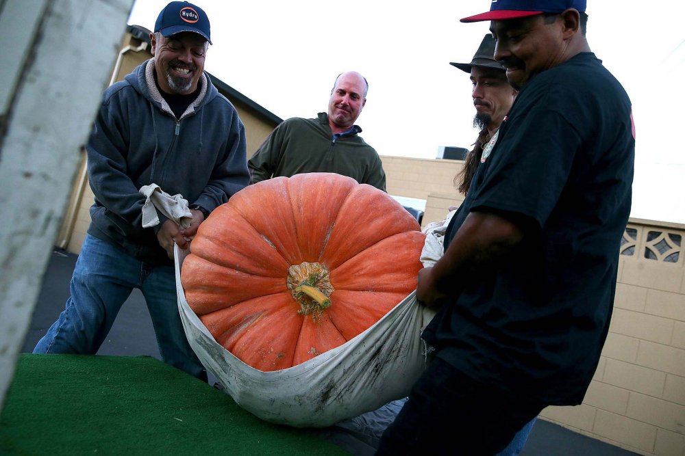 New Pumpkin Record of North America