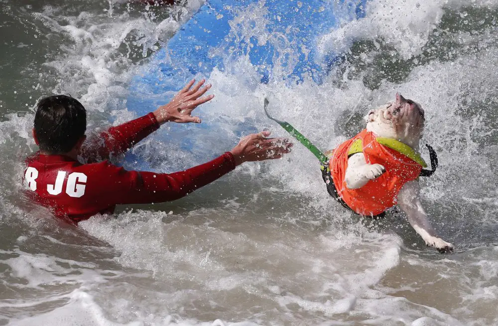 Собачий серфинг Surf City surf dog 2014
